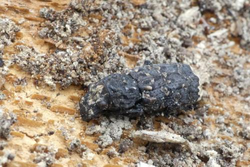 Réf. 249 113 : Platyrhinus resinosus